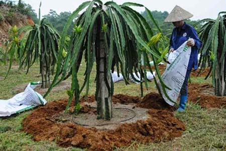 Nên bón nhiều phân chuồng hoai mục cho thanh long